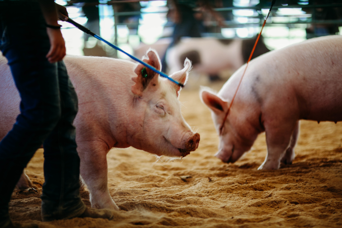 Highland County Fair - Monterey, Virginia - Livestock Show