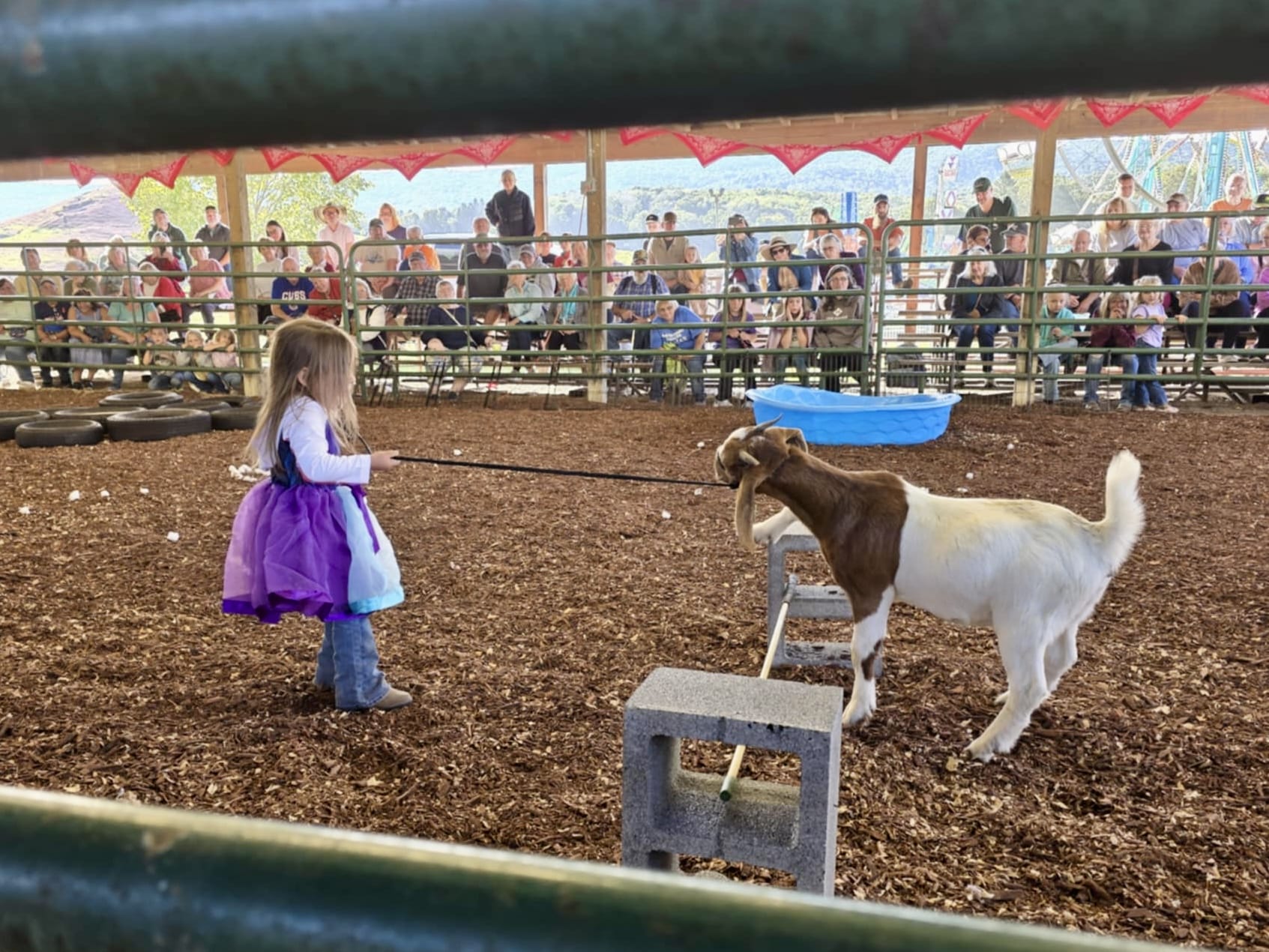 Young girl showing goat at county fair
